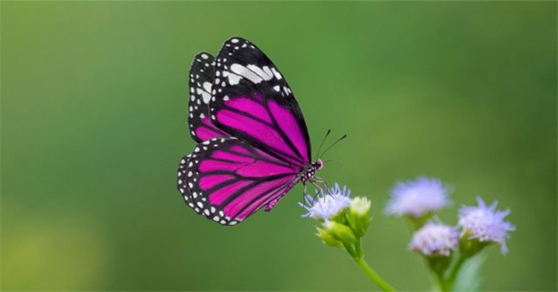 Giải mã chiêm bao thấy bướm