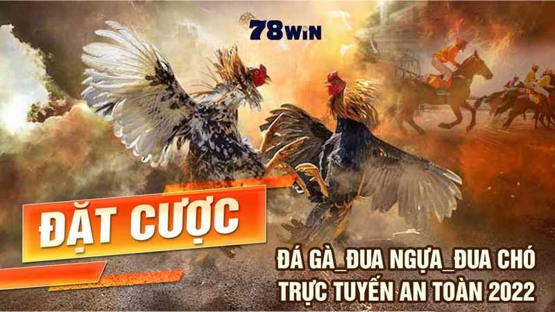 Đá gà hình thức giải trí cá cược an toàn thu hút lượng người chơi đông đảo Đá gà hình thức giải trí cá cược an toàn thu hút lượng người chơi đông đảo